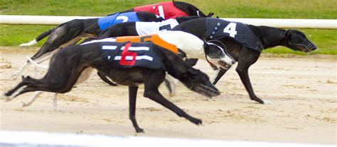 www igb ie|igb greyhound search.